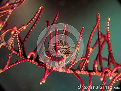 Small Crab with red home Stock Photo