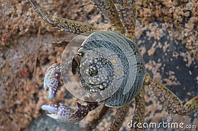 Small Crab in the Sand Stock Photo