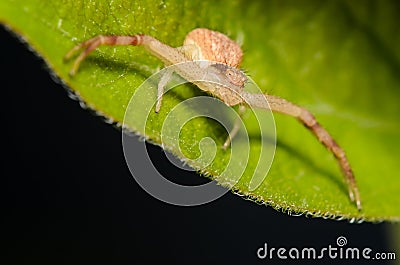 Small Crab Spider Stock Photo