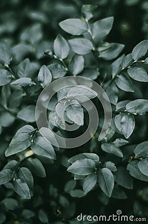 Small cranberry leaves in a dark forest. Background, dark light. Stock Photo