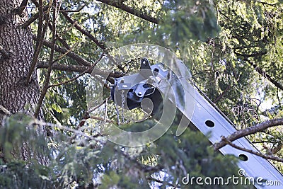 small crane reaching through the pine trees Stock Photo