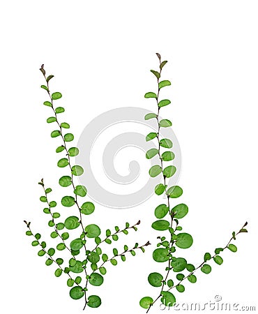 Small creeper plant isolated on white background, clipping path Stock Photo