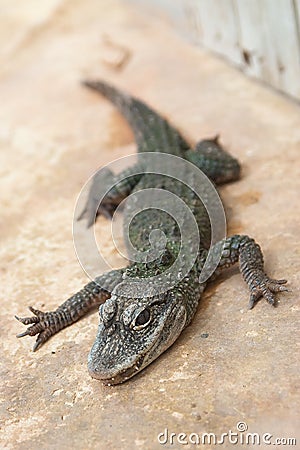 Small crocodile Stock Photo