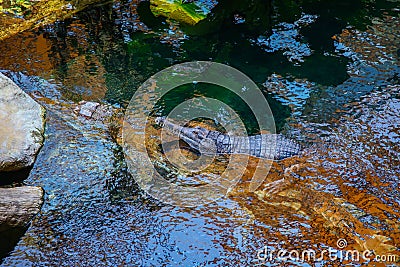 Small crocodile lies on a large crocodile submerged in water Stock Photo