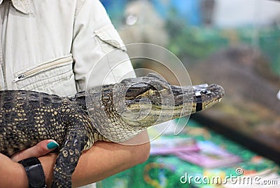 Small crocodile at a reptile show Stock Photo