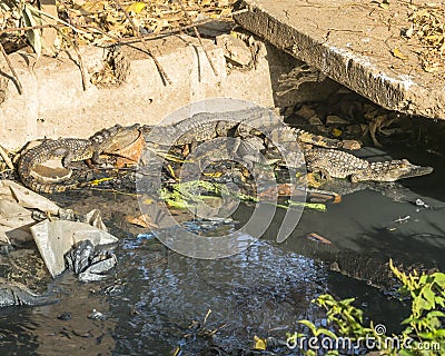 Small crocodiles Stock Photo