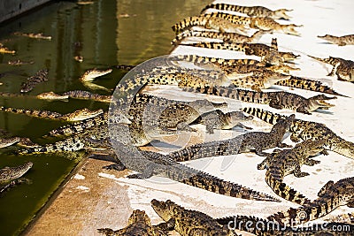 Small crocodiles Stock Photo