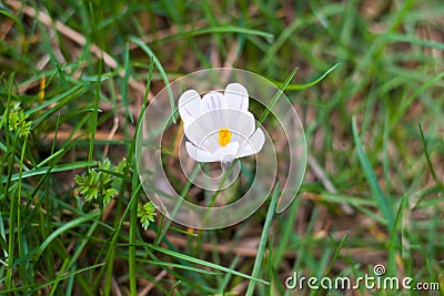 Small crocus blossom beetween grass Stock Photo