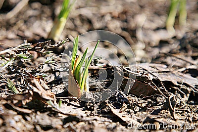 Small Crocus in early spring. Stock Photo