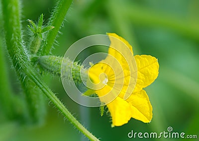 Small cucumber Stock Photo