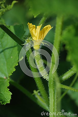 Small cucumber/cuke and flower Stock Photo