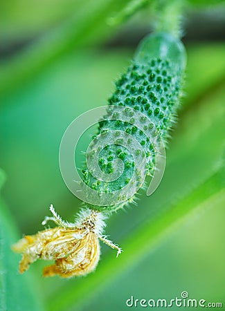 Small cucumber with a flower Stock Photo