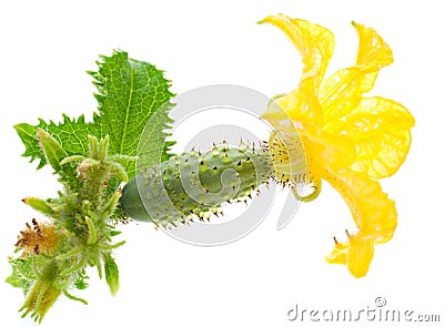 Small cucumber with flower Stock Photo