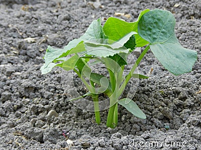 Small cucumber plant Stock Photo