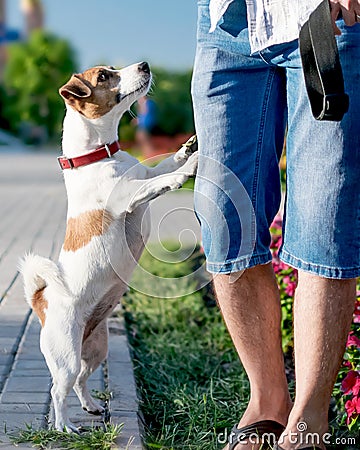 A small curious dog jack russell terrier looks or asks for something owner or person, standing on its hind legs outside Stock Photo