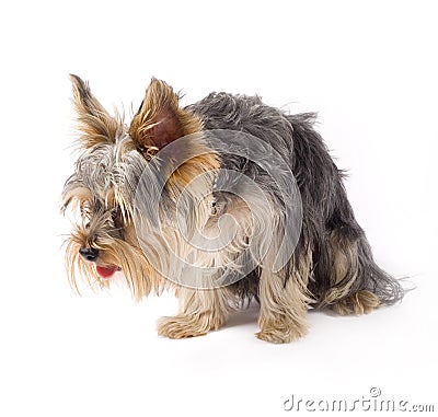 A small curious yorkshire terrier Stock Photo