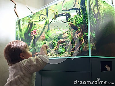 A small cute baby sits on a pouf and looks at the beautiful freshwater aquascape with live aquarium Stock Photo