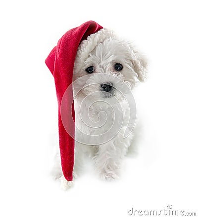 Small cute Bichon Frise puppy Stock Photo