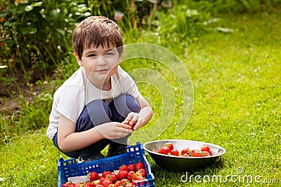a little boy sorts and stacks freshly picked ripe strawberries in a plastic box while squatting in the garden Stock Photo