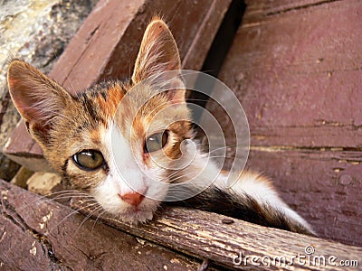 Small cute cat Stock Photo