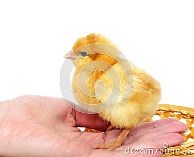 Small cute chicken on a hand Stock Photo