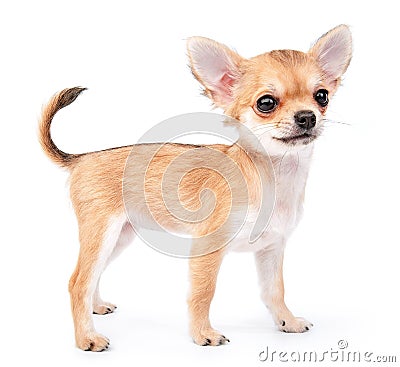 Small cute chihuahua puppy standing on white Stock Photo