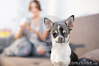 Small cute dog Stock Photo