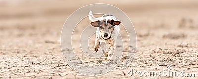 Small cute dog running on dry sandy ground and have fun. Jack Russell Terriers 12 years young Stock Photo