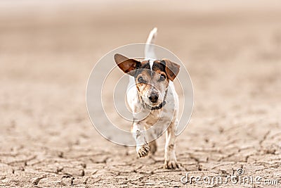 Small cute dog running on dry sandy ground and have fun. Jack Russell Terriers 12 years young Stock Photo