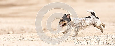 Small cute dog running on dry sandy ground and have fun. Jack Russell Terriers 4 years young Stock Photo