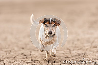 Small cute dog running on dry sandy ground and have fun. Jack Russell Terriers 12 years young Stock Photo