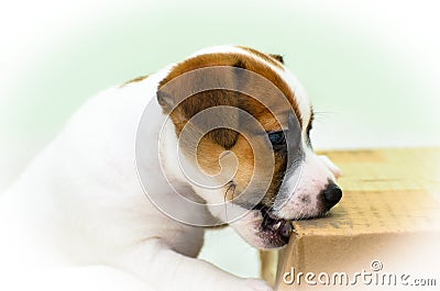 Small cute funny jack russell terrier puppies playing with a cardboard box Stock Photo