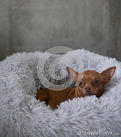 Small ginger pinscher in his fluffy bed Stock Photo