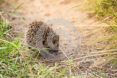 Small cute hedgehog on the nature in the grass in sunlight Stock Photo