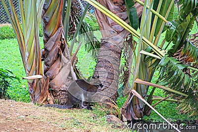 Small cute kangaroo living on amazing Casela nature park,Mauritius island,Africa Stock Photo