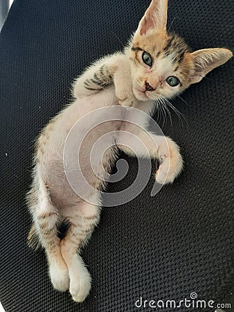 Small cute kitten cat posing Stock Photo