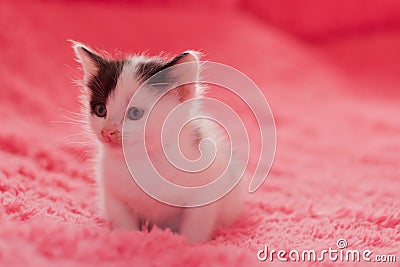 A small, cute kitten on a fluffy plaid. Stock Photo