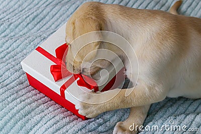 Small cute labrador retriever puppy dog with gift box on bed Stock Photo