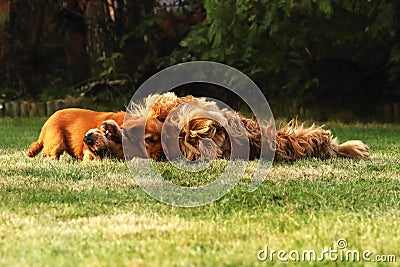 Small and cute red Cocker Spaniel puppy lying and cudling with its mother in the green grass, morning sun Stock Photo
