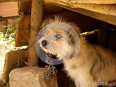 Small cute shaggy dog chained to wooden kennel Stock Photo