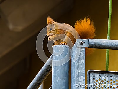 Small cute squirrel eats on the house balcony Stock Photo