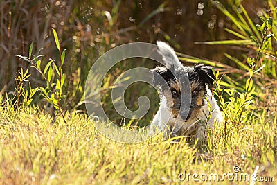 Small cute tricolor rough haired jack russell terrier dog in an autumnal environment Stock Photo