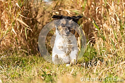 Small cute tricolor rough haired jack russell terrier dog in an autumnal environment Stock Photo