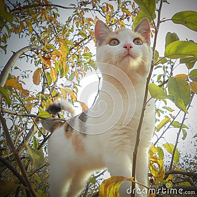 A small cute white cat Stock Photo
