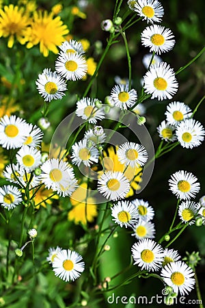Small daisies on the field in summer time Stock Photo