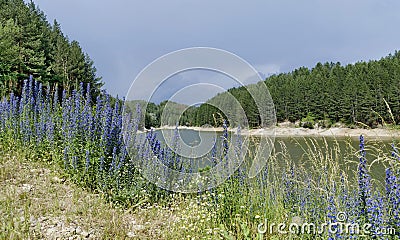 Small dam and beauty blue wildflowers Stock Photo