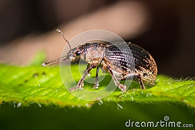 Walking on the leaf Stock Photo