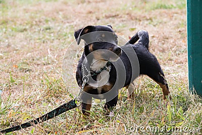 A dark colored dog on a lead in the garden Stock Photo