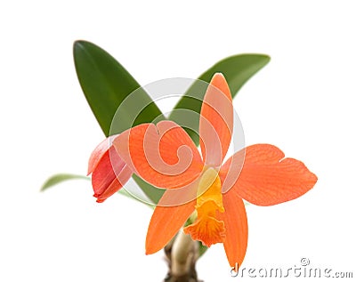Small dark orange Cattleya orchid Stock Photo