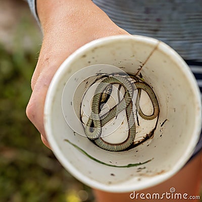 Small Dead Swamp Snake Stock Photo